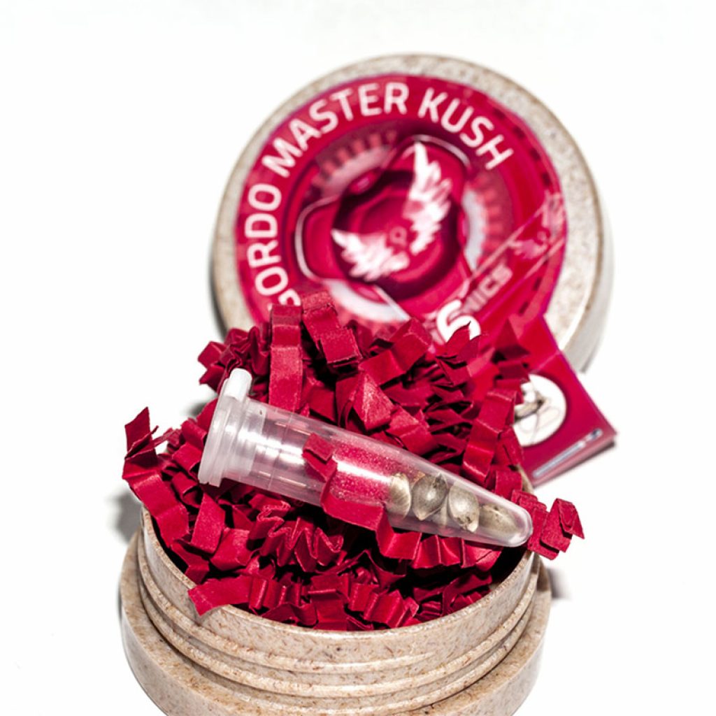 gordo-master-kush-semillas-02